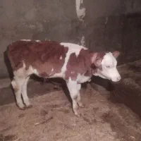 گوساله وگاو|حیوانات مزرعه|دورود, |دیوار