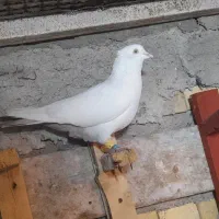 چهار عدد نر رنگی