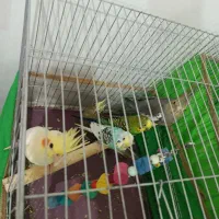جوجه عروس هلندی