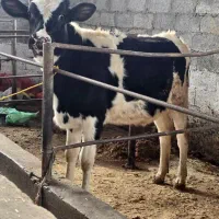 دو راس تلیسه هلشتاین نژاد شیری (لیشه)|حیوانات مزرعه|رشت, سعدی (تختی)|دیوار