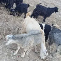 فروش بز کهره دار داشتی