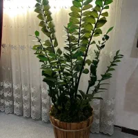 فروش انواع گل و گیاه