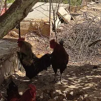 مرغ و خروس و جوجه|حیوانات مزرعه|مشهد, باغ فراگرد|دیوار