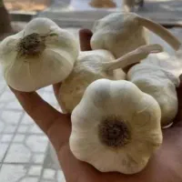 سیر اعلا