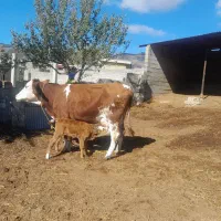 سیمینتال کوساله دار شکم ۲