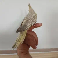 جوجه عروس هلندی