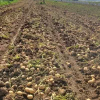 سیب زمینی بذری|عمدهفروشی|بهار, |دیوار