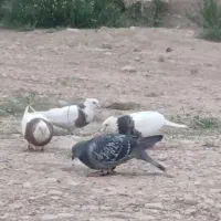 کبوتر