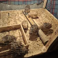 بلدرچین سالم و سرحال