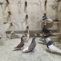 ۷عدد کفتر رنگی روی هم دونه ۲۰۰|پرنده|شیراز, نصر|دیوار