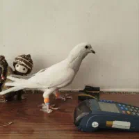 کبوتر کرمونی