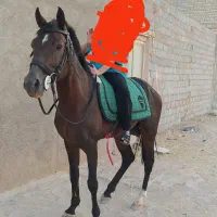 اسب