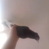 جفت شیرازی بایک پلنگ نر|پرنده|کرمان, |دیوار