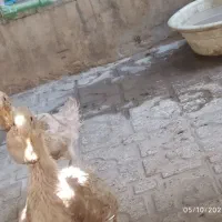 اردک جفت|حیوانات مزرعه|شیراز, اصلاح‌نژاد|دیوار