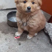 سگ پامر|سگ|اردبیل, |دیوار