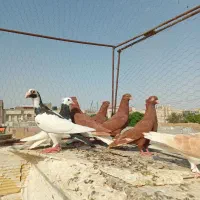 کبوتر مفت