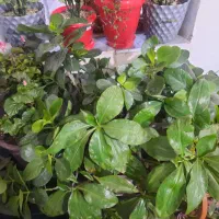 گل طبیعی|گل و گیاه طبیعی|بروجرد, |دیوار