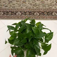 پتوس حصیری پتوس مرمری اسکاندیس غوره ای فلوریدا|گل و گیاه طبیعی|مشهد, دانشجو|دیوار