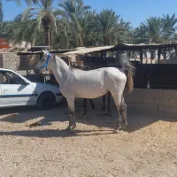 اسب مادیان ترکی روزگاری با کره ماده