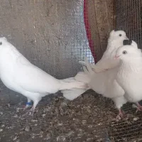 سفید چشم سفید|پرنده|بم, |دیوار