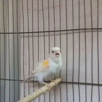 قناری ماده آماده