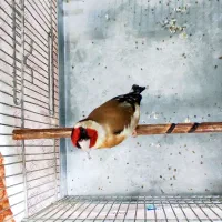 یک عدد سهره ناب و خشگل