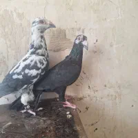 کفتر کبوتر نرو ماده|پرنده|اهواز, آریاشهر|دیوار