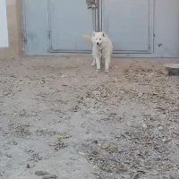 سگ ساموئید سامویید ماده اصیل|سگ|بجنورد, |دیوار