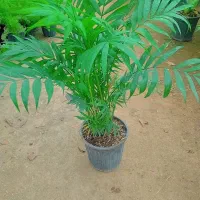 گلهای آپارتمانی|گل و گیاه طبیعی|مشهد, ایثارگران|دیوار