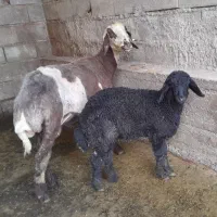 گوسفند جوان وداشتی