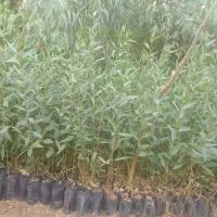فروش نهال آکالیپتوس درشهرستان لالی  ۲۰تومن