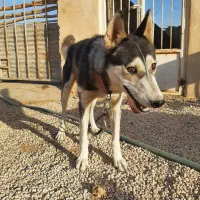 سگ هاسکی|سگ|تهران, سلسبیل شمالی|دیوار