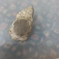 فسیل نایاب و ارزشمند وسنگ های که باارزش زیاد|کلکسیون اشیاء عتیقه|لواسان, |دیوار