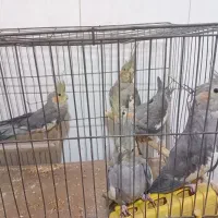عروس هلندی