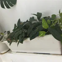 گل وگیاه طبیعی آپارتمانی|گل و گیاه طبیعی|رستمآباد, |دیوار