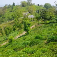 زمین-باغی-چای-کشاورزی-قیمت-پایین-ویودار