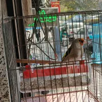 قناری سرخ و سهره نر ماده تک و جفتی|پرنده|تهران, پرستار|دیوار