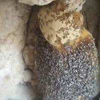 عسل صخره ای کوه و بیابان از دل طبیعت