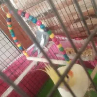 عروس هلندی بالغ