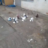 کبوتر|پرنده|تبریز, |دیوار