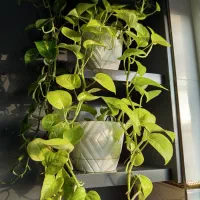 قرص کود۱۲۰عددی|گل و گیاه طبیعی|اسالم, |دیوار