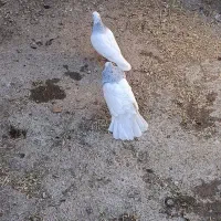 کفتر و جوجه