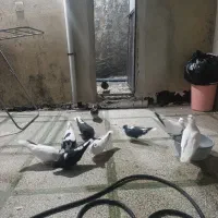 کبوتر شاپر|پرنده|ملکشاهی, |دیوار