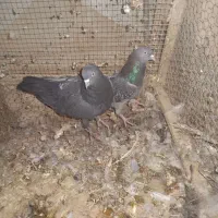 کبوتر|پرنده|شهرکرد, |دیوار