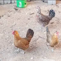 فروش مرغ گلین پاکوتاه تخم گذار