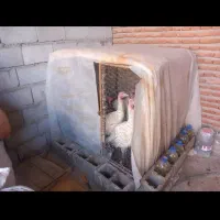 بوقلمون