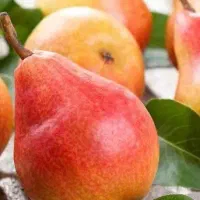 نهال گلابی فورل بصورت پیشفروش