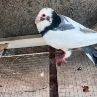 کبوتر
