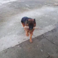 سگ ژرمن نزدیک یک ساله نر