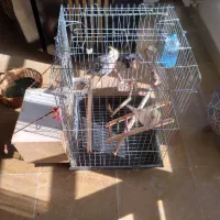 عروس هلندی|پرنده|کرج, فاز ۲ مهرشهر|دیوار